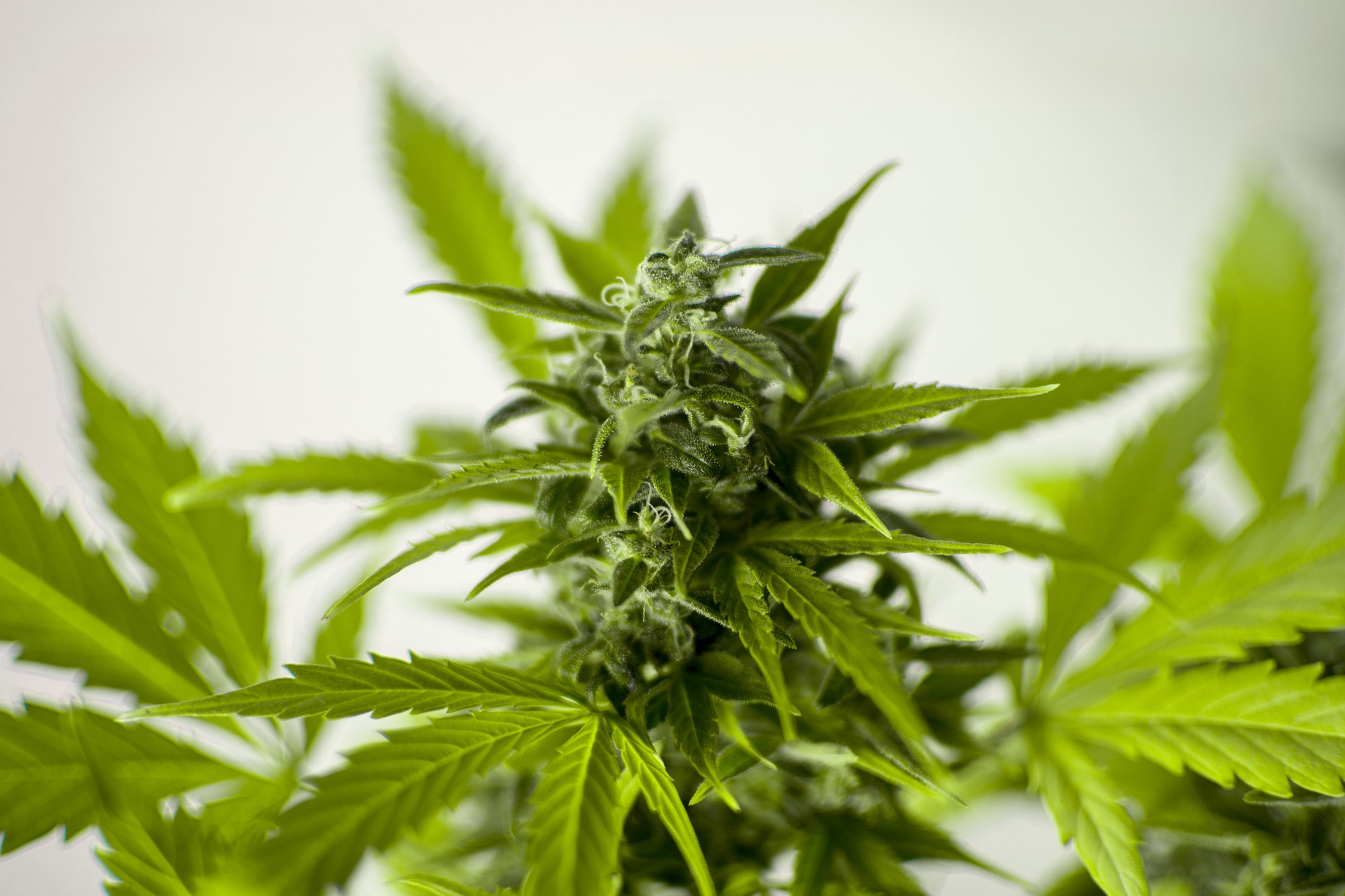 cannabis sativa