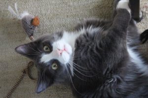 a cat playing