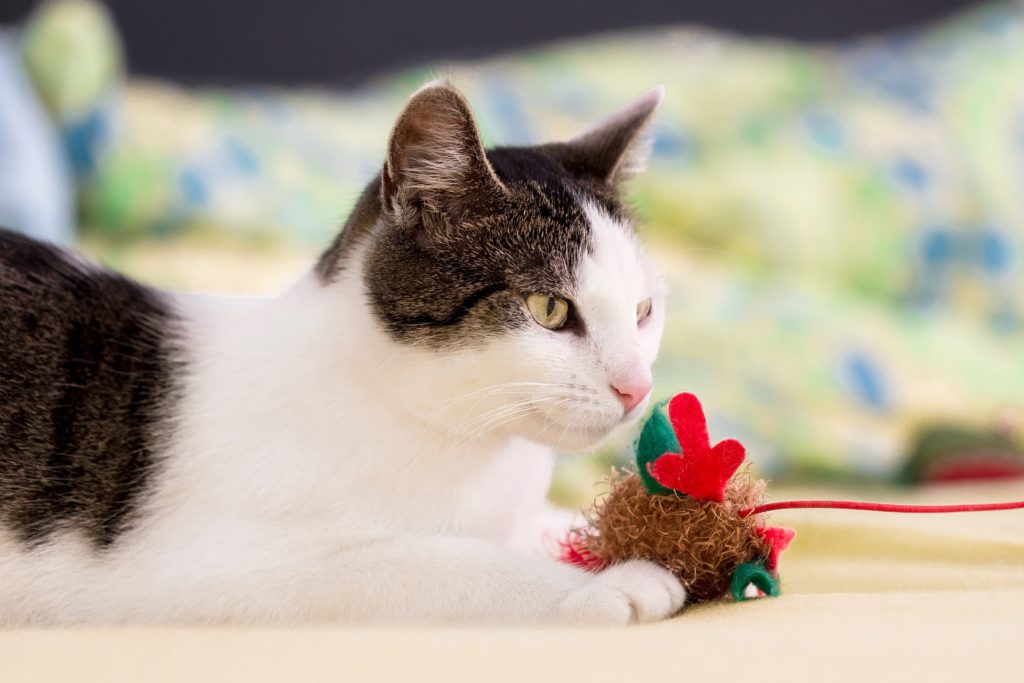 a cat playing with its tots