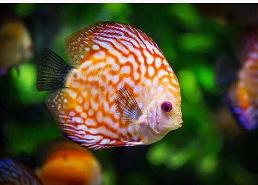 aquarium