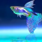 fish tank
