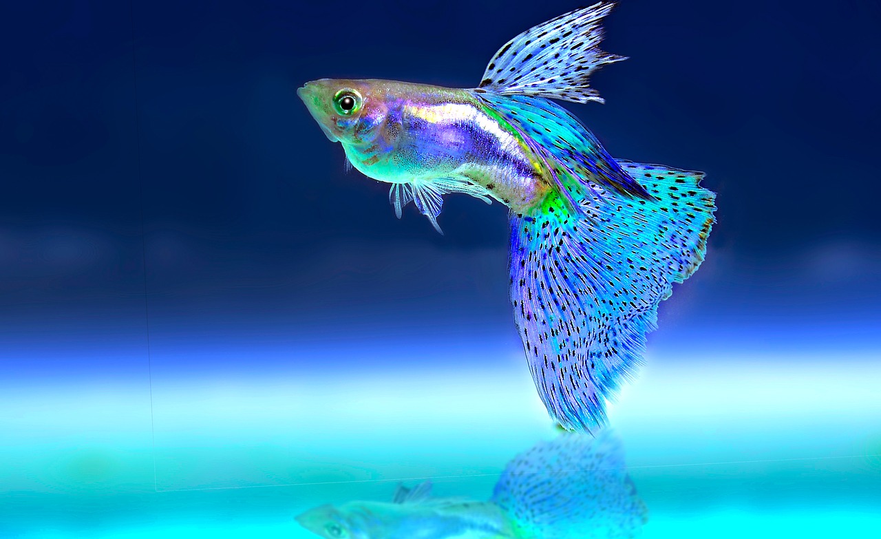 fish tank