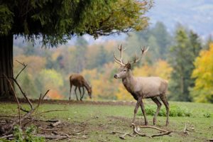 antlers luminant mammals