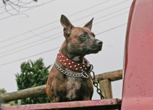 spike collar dog
