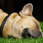 frenchie flat face