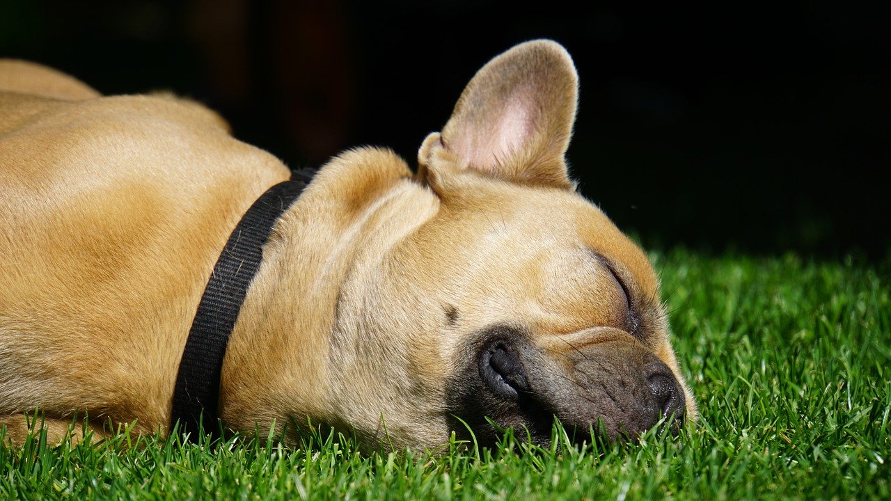frenchie flat face