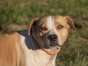 breed brown canine